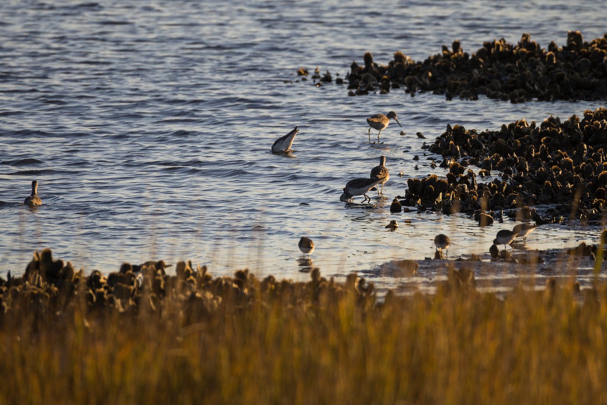 Greater Yellowlegs - ML646807244