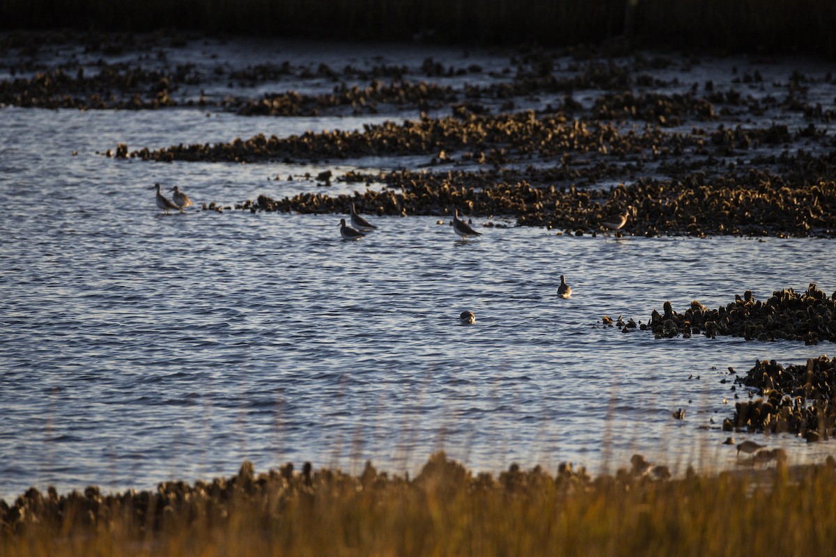 Greater Yellowlegs - ML646807245