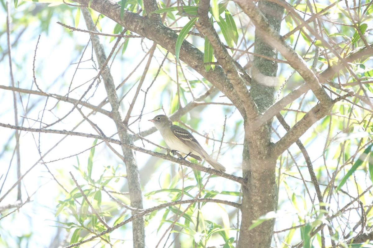 Élénie à bec court - ML646807246