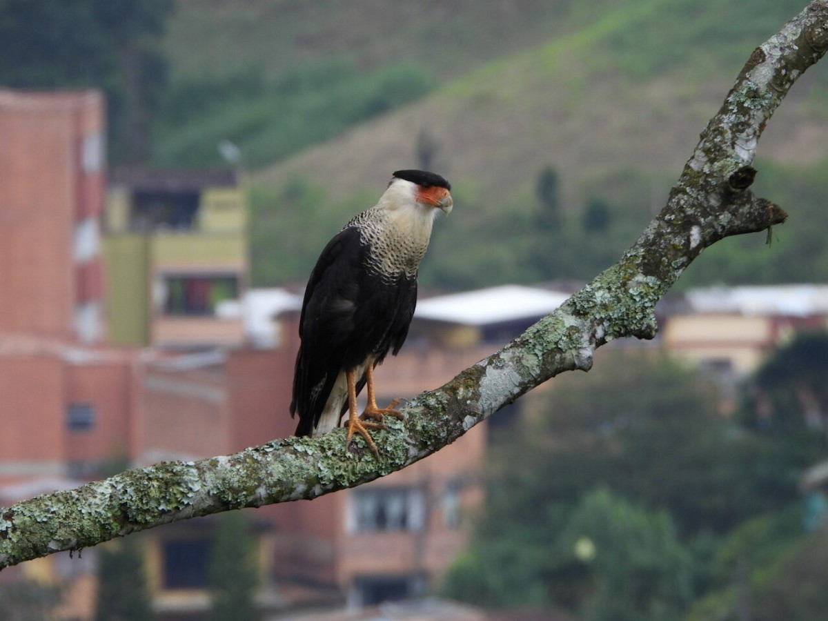 Crested Caracara - ML646807249