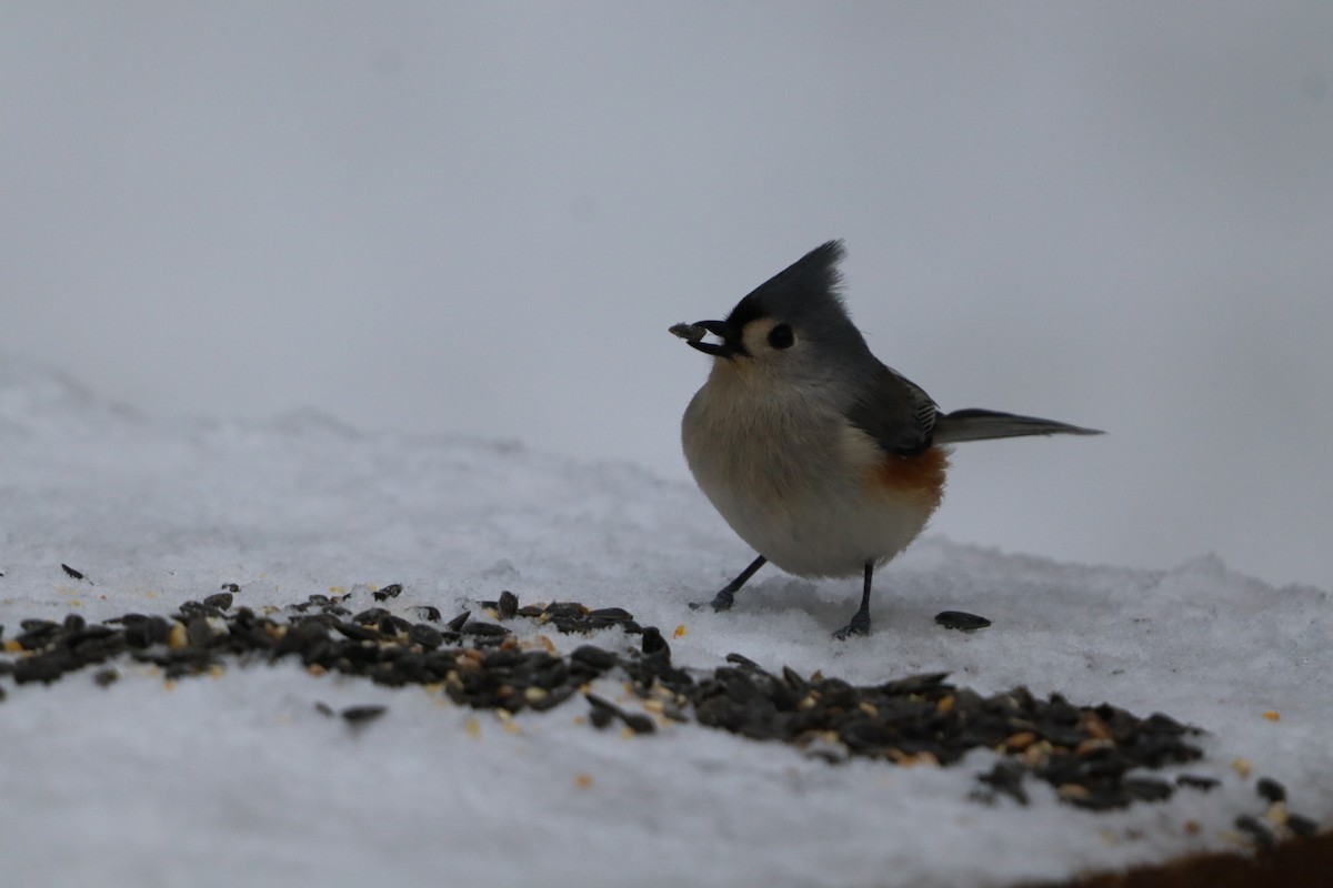 Tufted Titmouse - ML646807251