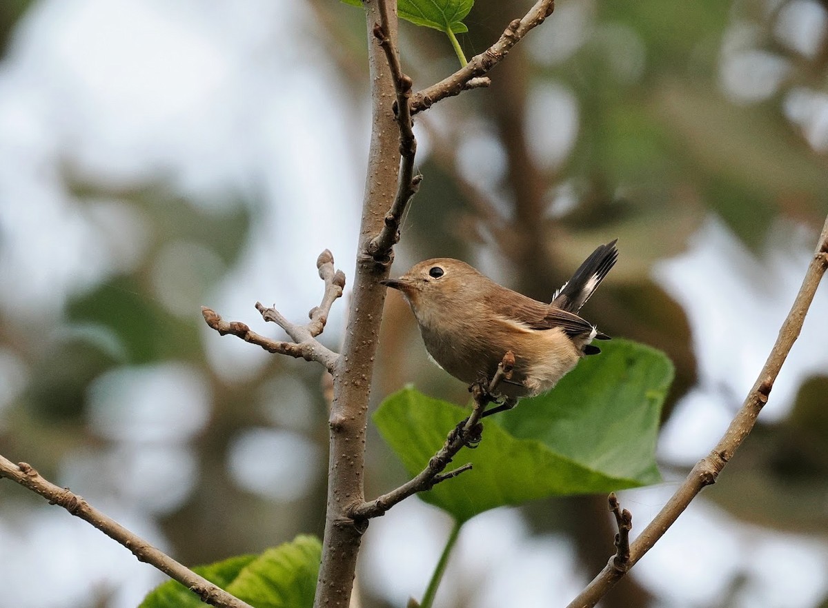Taiga Flycatcher - ML646807252