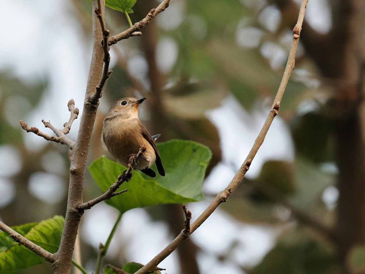 Taiga Flycatcher - ML646807254