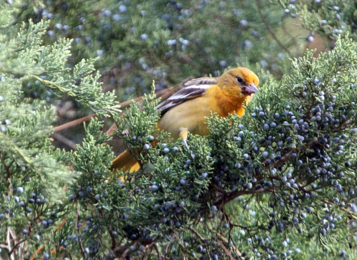 trupiál baltimorský - ML646807260