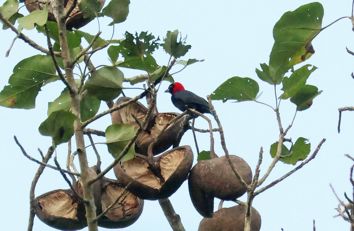 Red-headed Malimbe - ML646807261