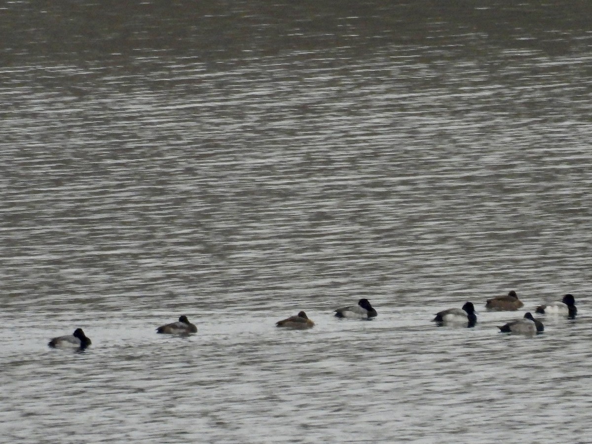 Lesser Scaup - ML646807262