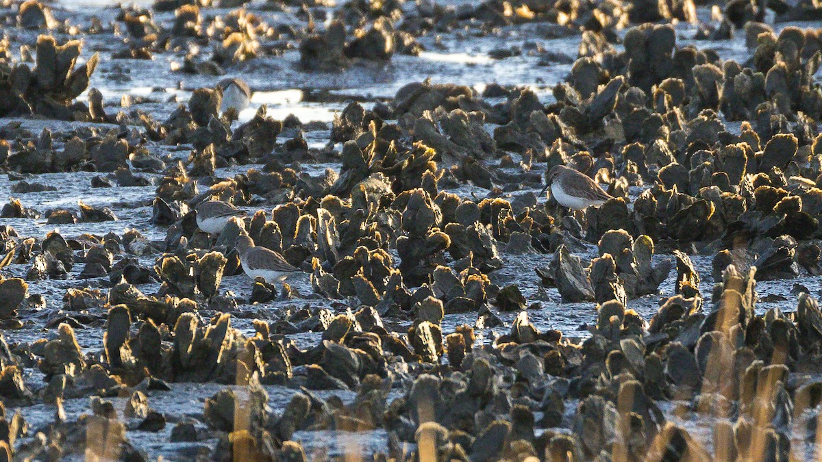 Dunlin - ML646807263