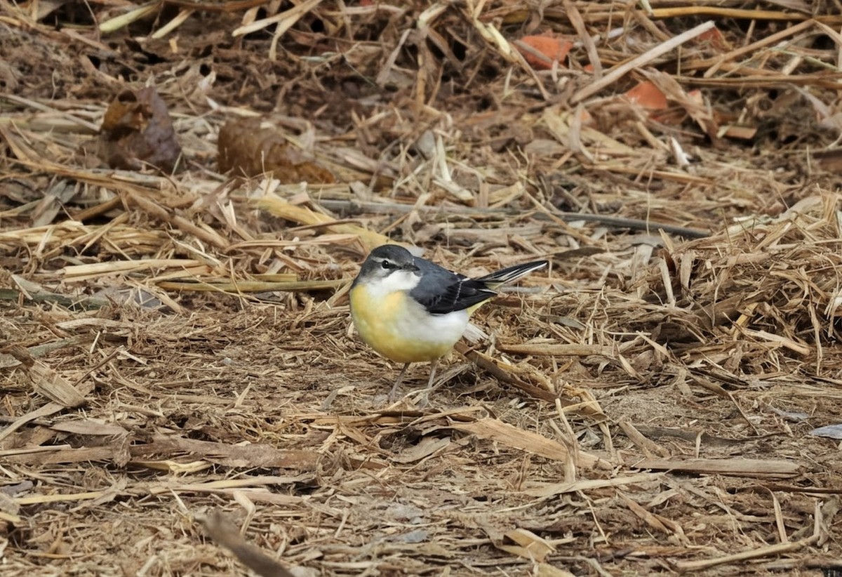 Gray Wagtail - ML646807264