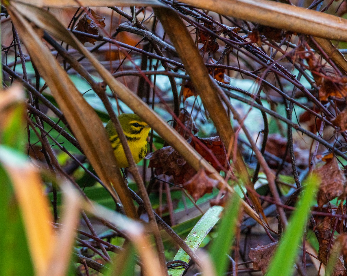 Prairie Warbler - ML646807266