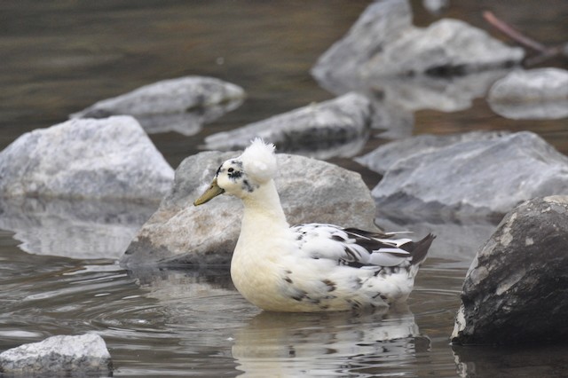 Тэжээмэл нугас - ML646807267