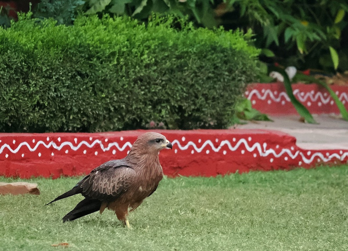 Black Kite - ML646807269