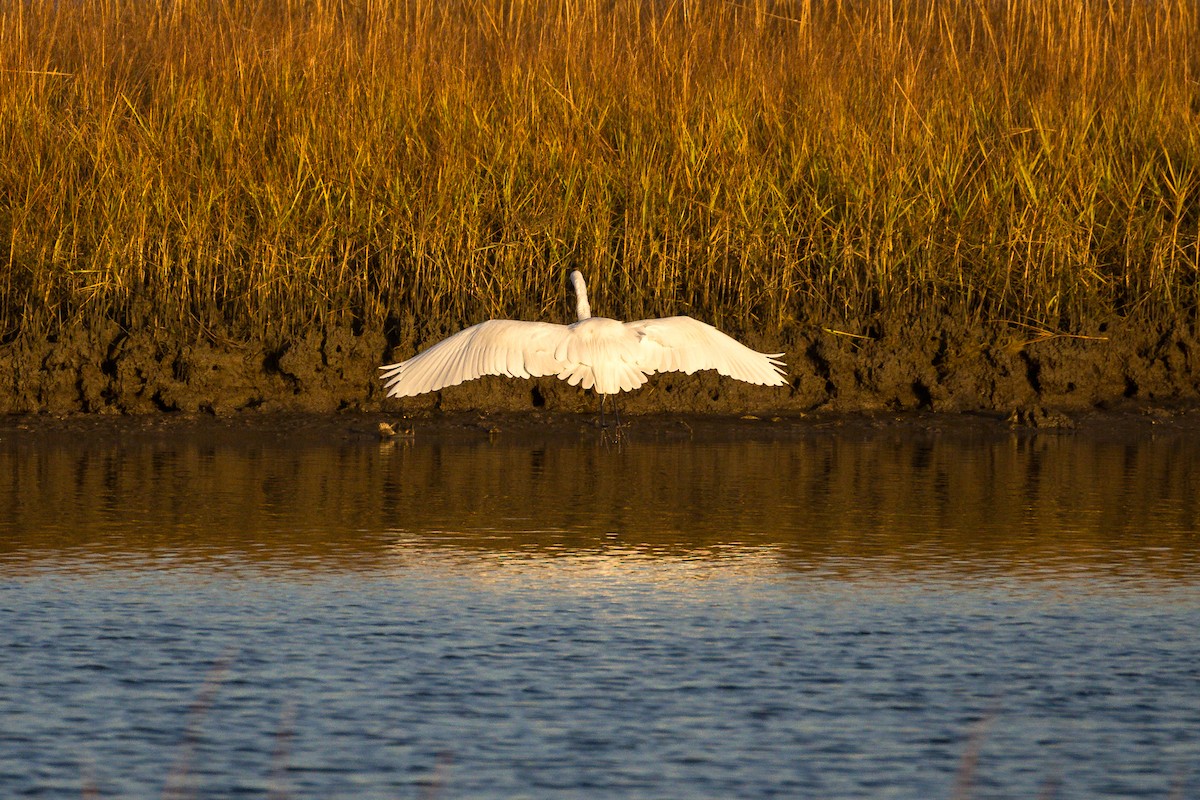 Great Egret - ML646807272