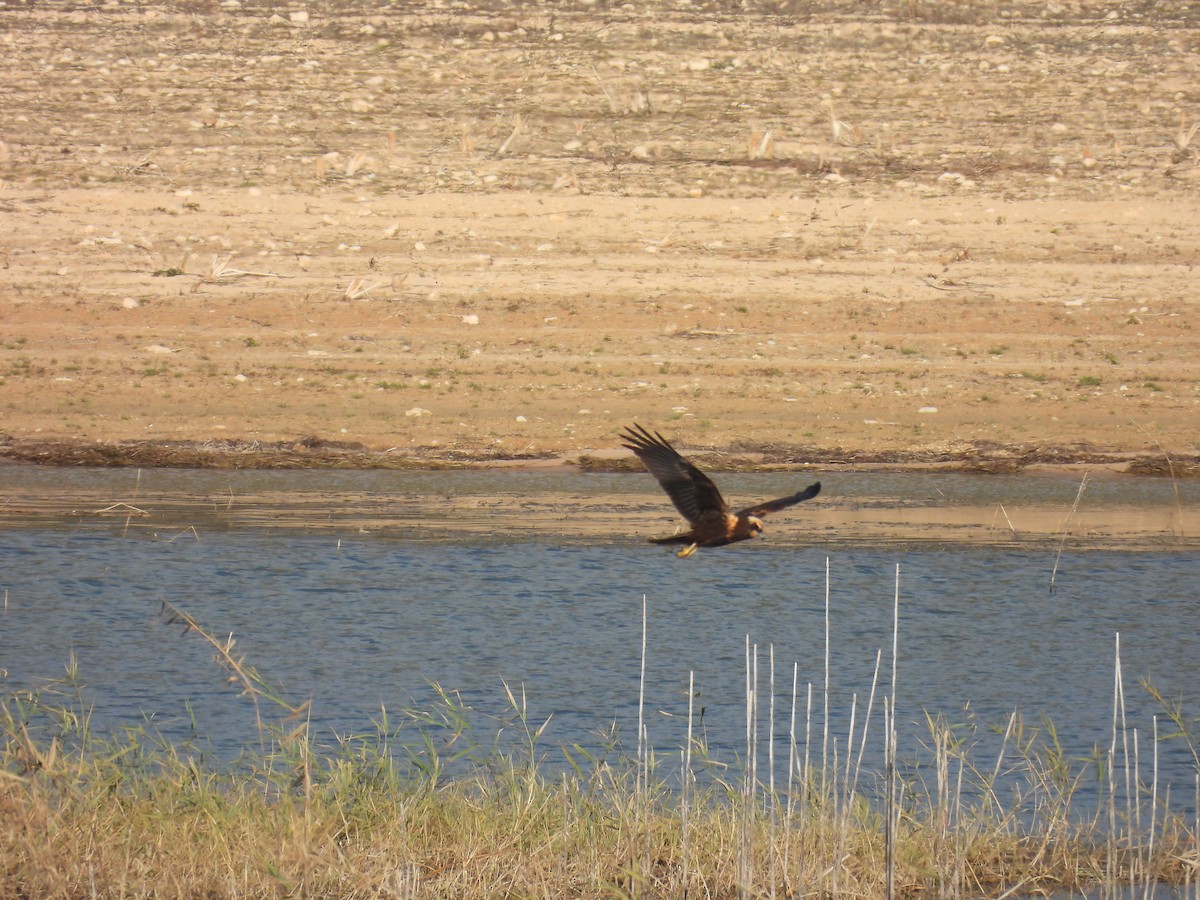 זרון סוף - ML646807273
