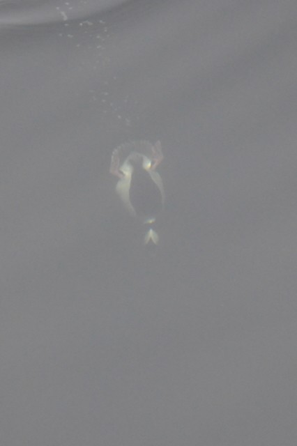 Bufflehead - ML646807274