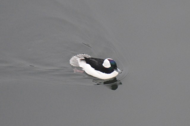 Bufflehead - ML646807275