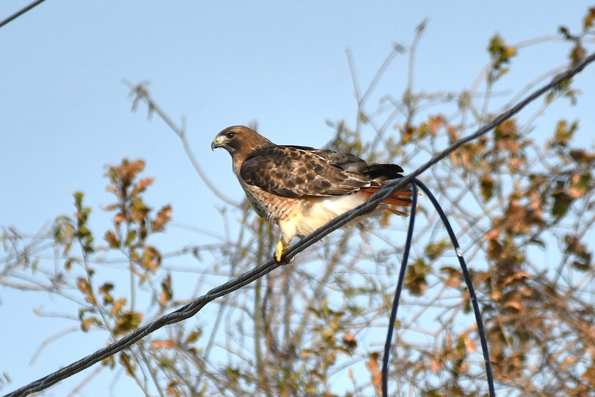 Краснохвостый канюк (borealis) - ML646807277