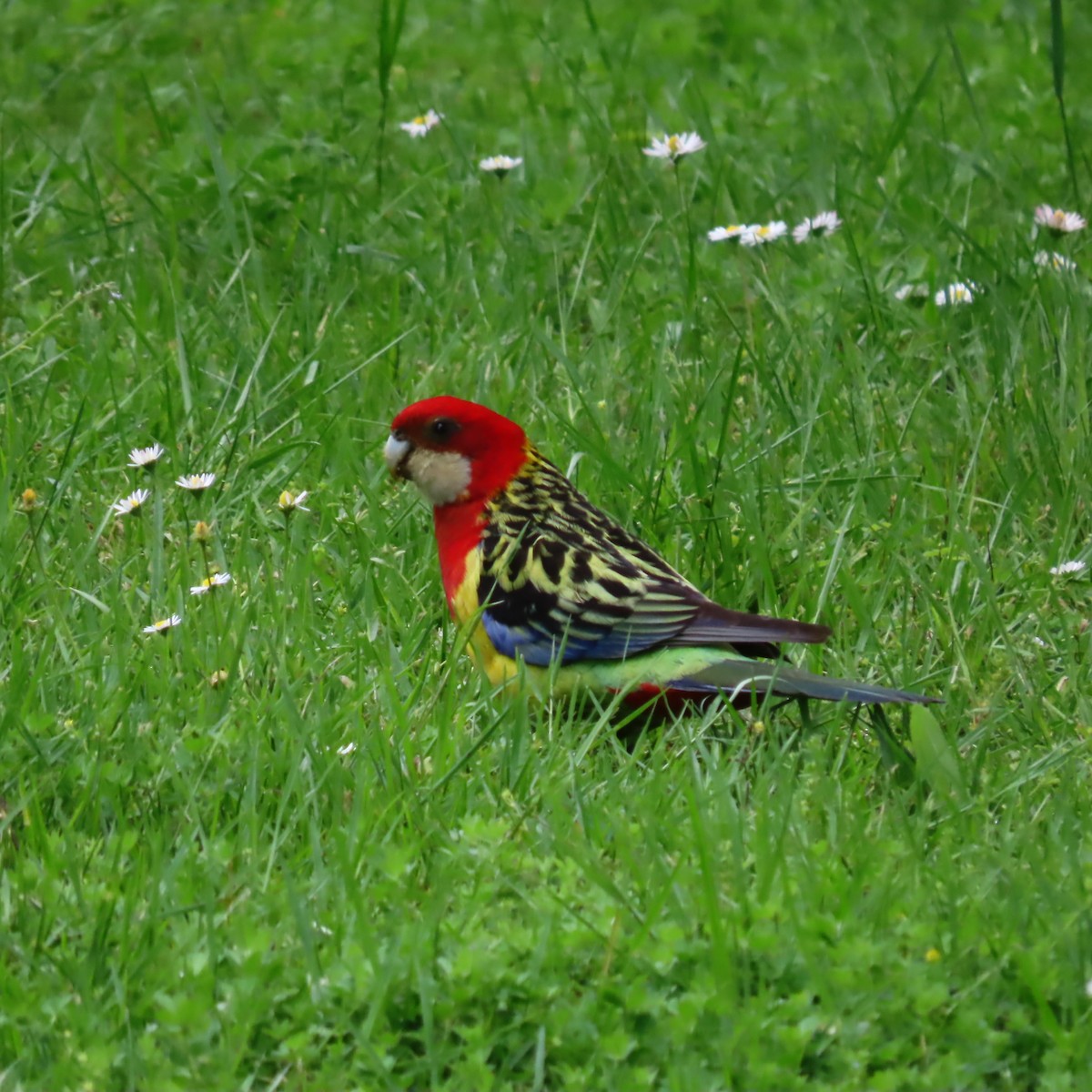 Eastern Rosella - ML646807279