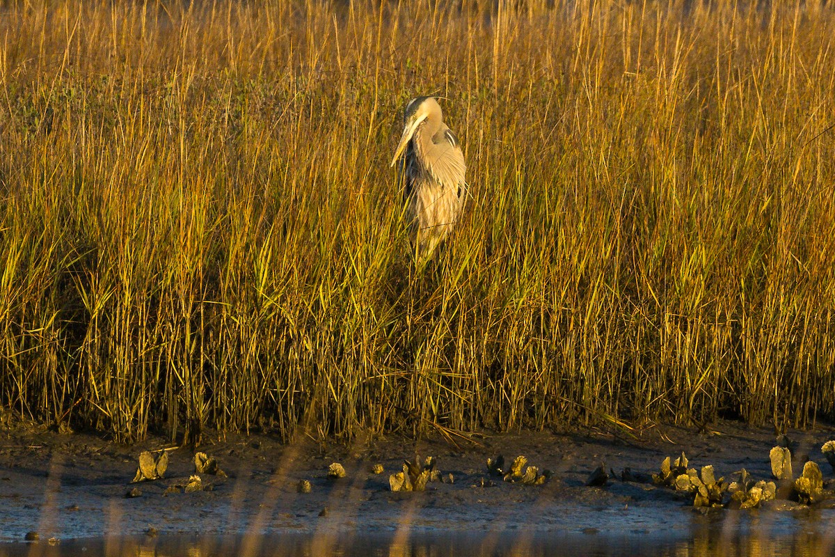 Great Blue Heron - ML646807280