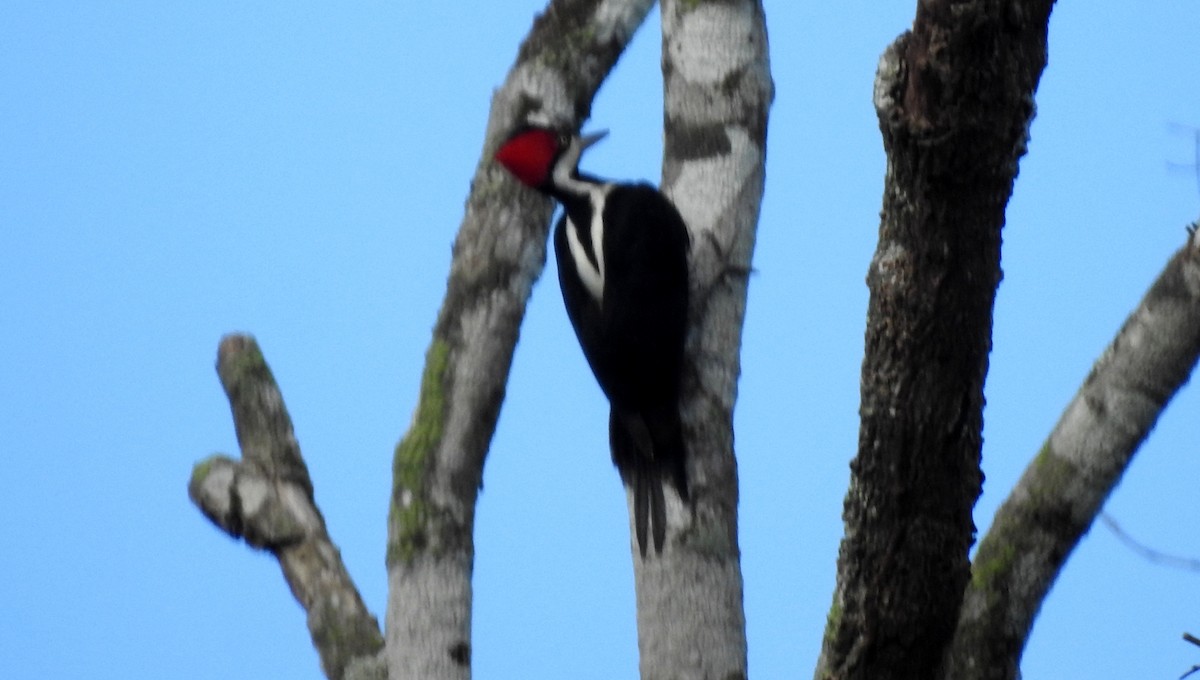 Crimson-crested Woodpecker - ML646807281