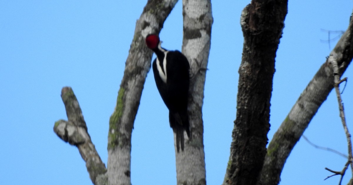 Crimson-crested Woodpecker - ML646807282