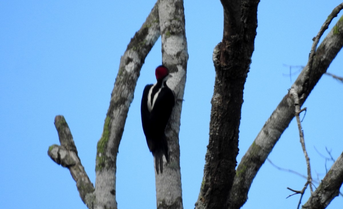 Crimson-crested Woodpecker - ML646807283