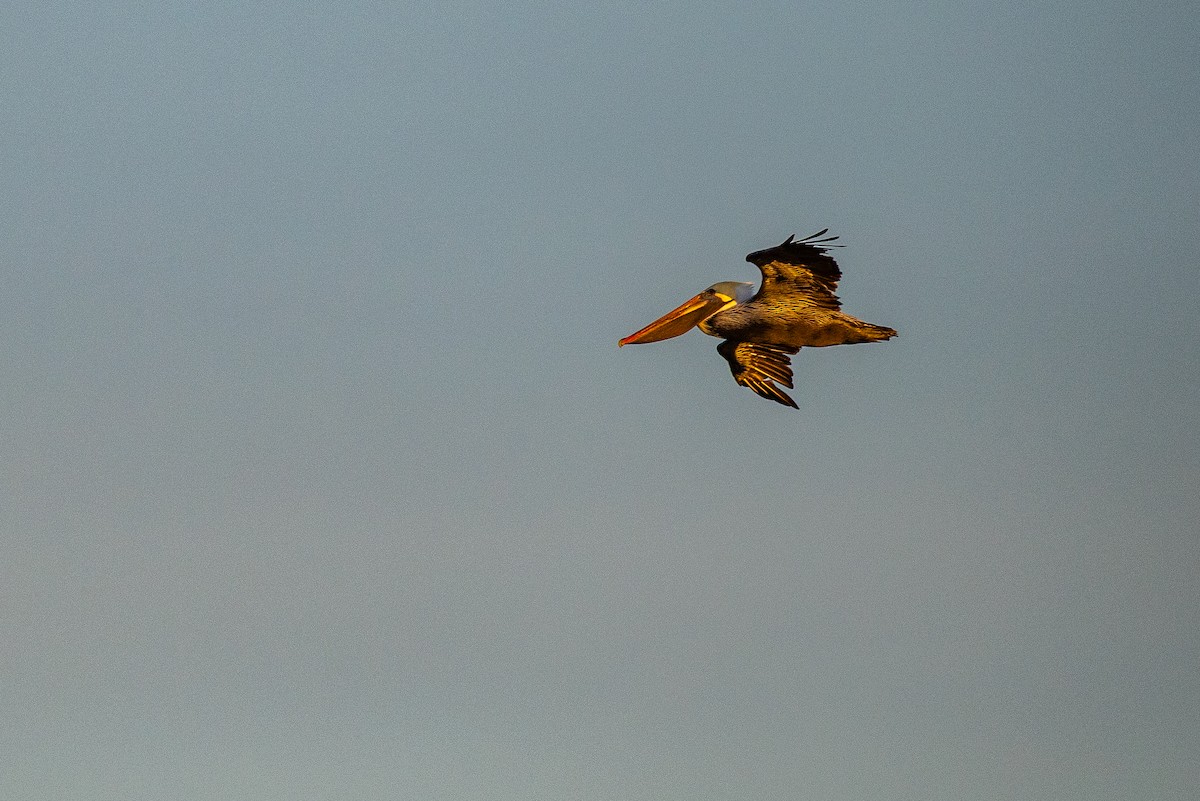 Brown Pelican - ML646807285
