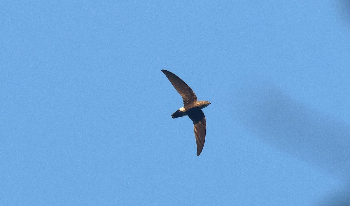 Mottled Spinetail - ML646807289