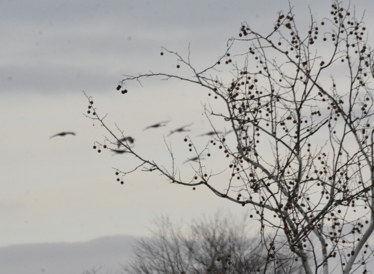 Kurrilo kanadarra - ML646807290