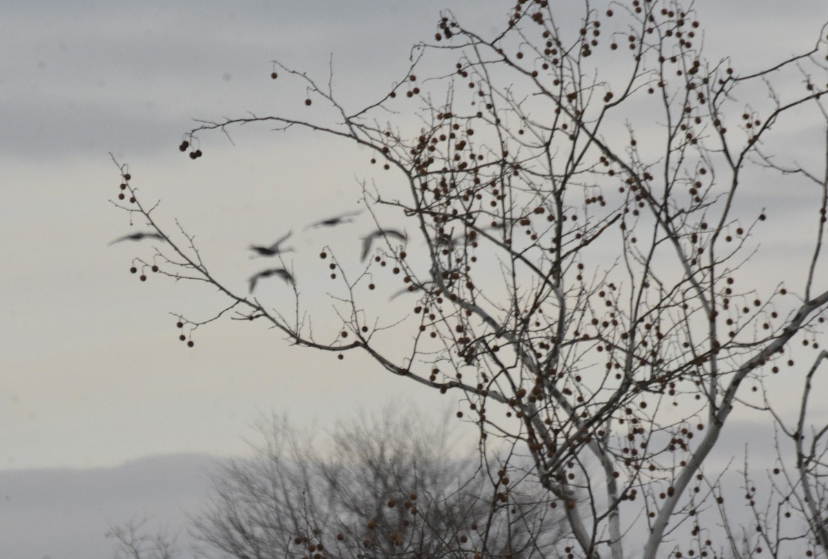 Kurrilo kanadarra - ML646807291