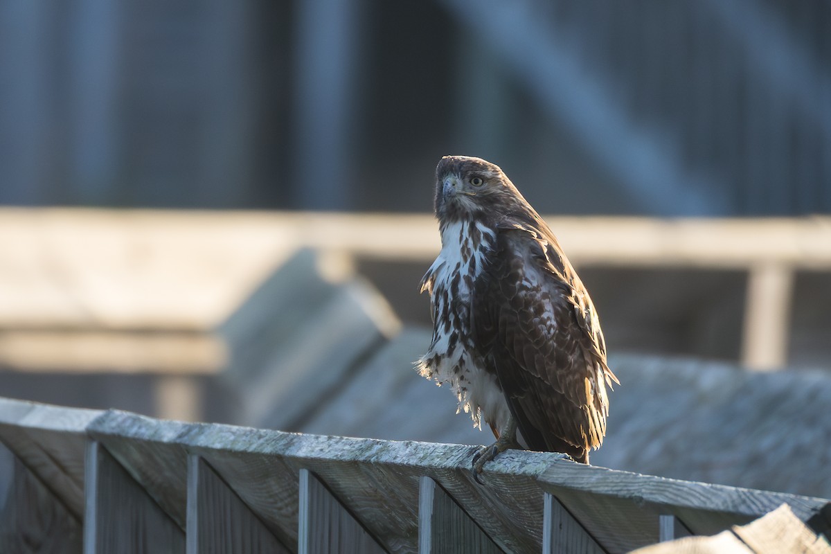 Cooper's Hawk - ML646807294