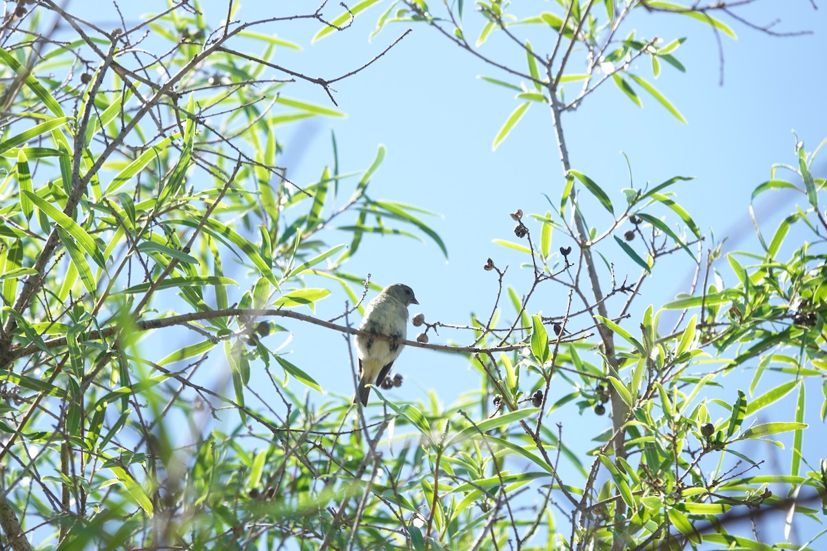 Hooded Siskin - ML646807295