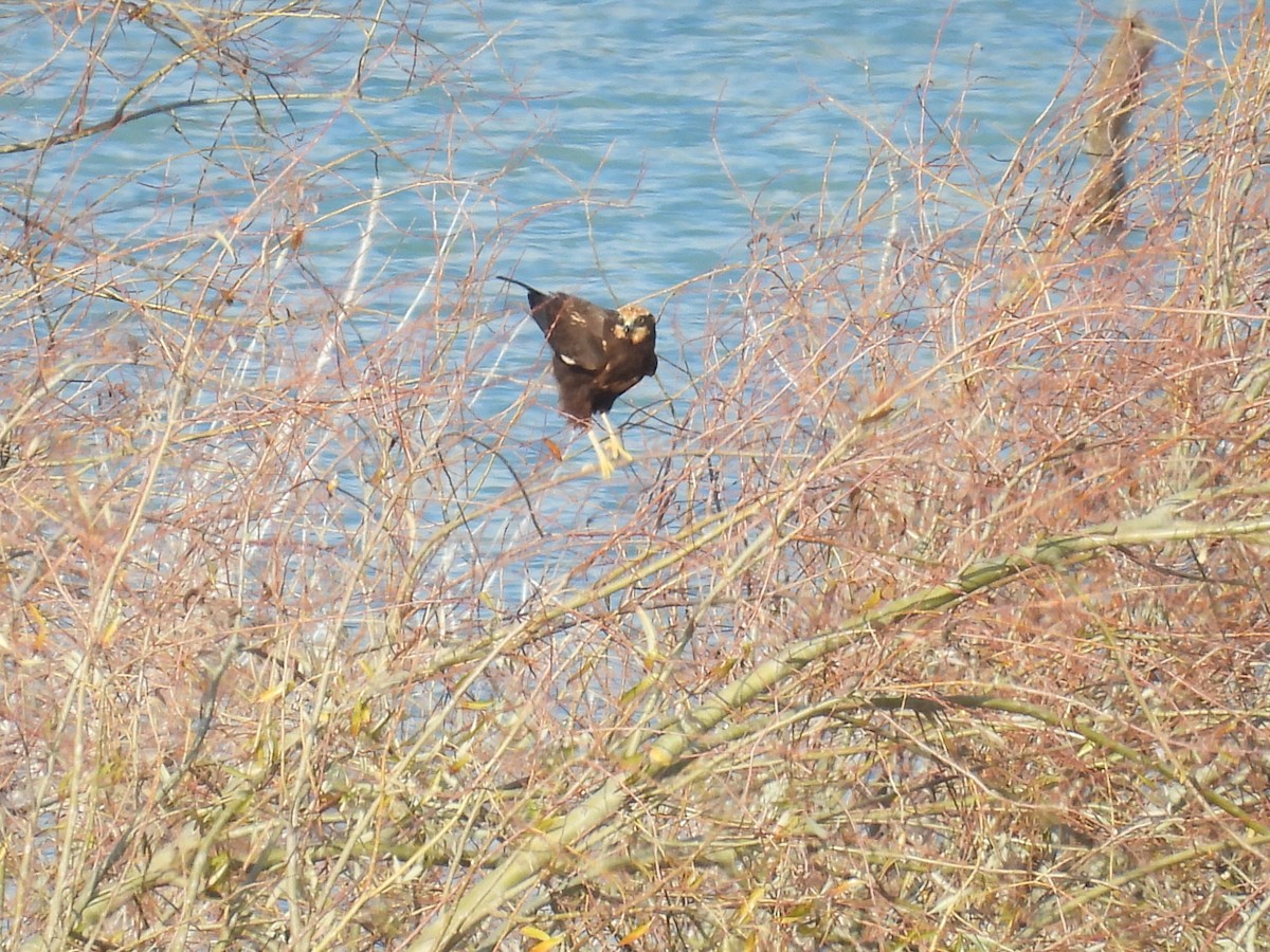 זרון סוף - ML646807299