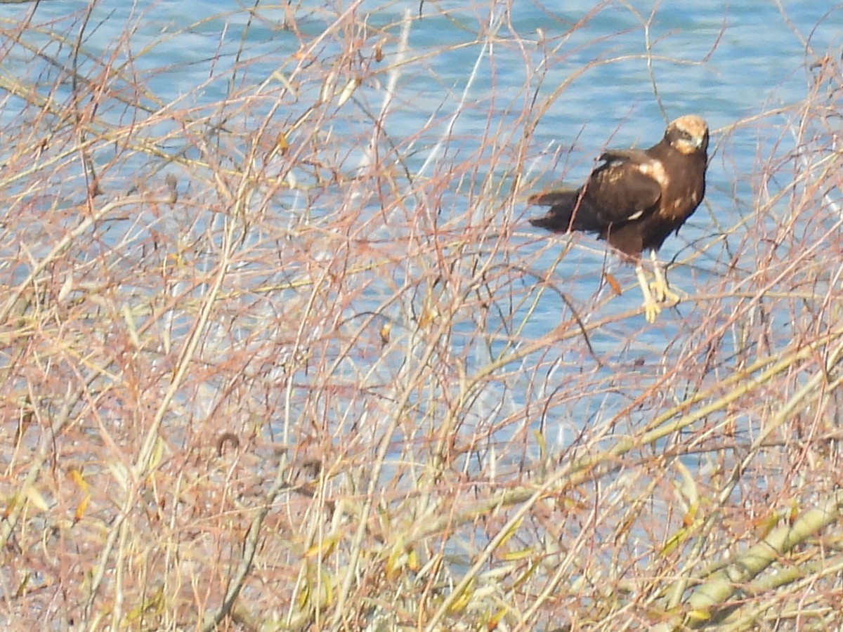 זרון סוף - ML646807303