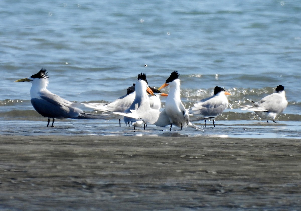 Tepeli Sumru - ML646807304