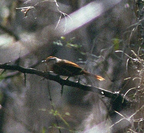 Line-cheeked Spinetail (Line-cheeked) - ML646807306