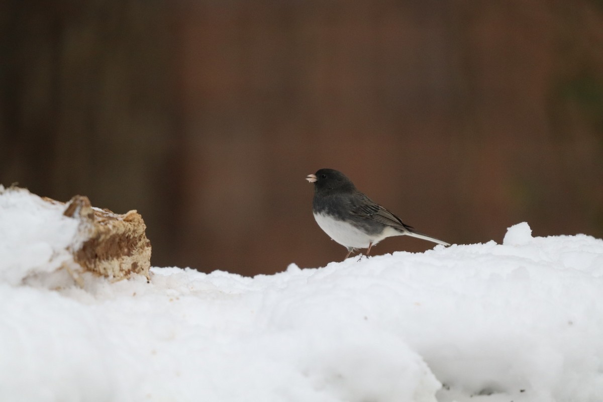 Dark-eyed Junco - ML646807309