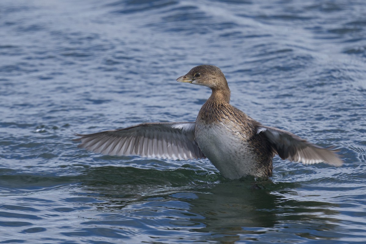 Pied-billed Grebe - ML646807313