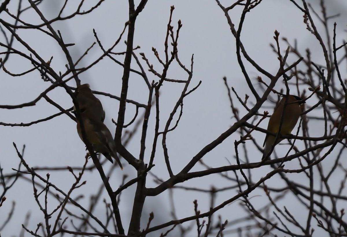 Cedar Waxwing - ML646807314