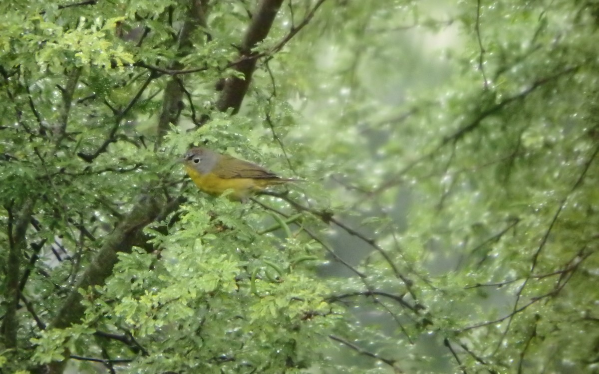 bjørkeparula - ML646807315