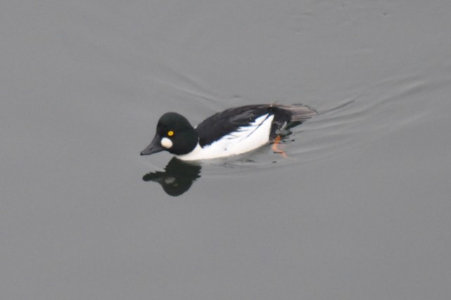 Алаг шунгаач - ML646807317