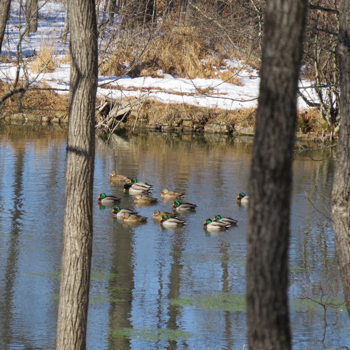 Mallard - ML646807329