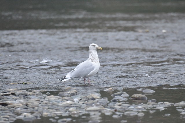 American Herring Gull - ML646807330