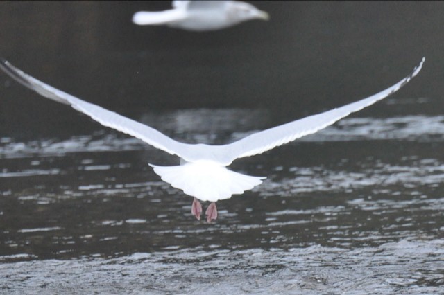 American Herring Gull - ML646807331