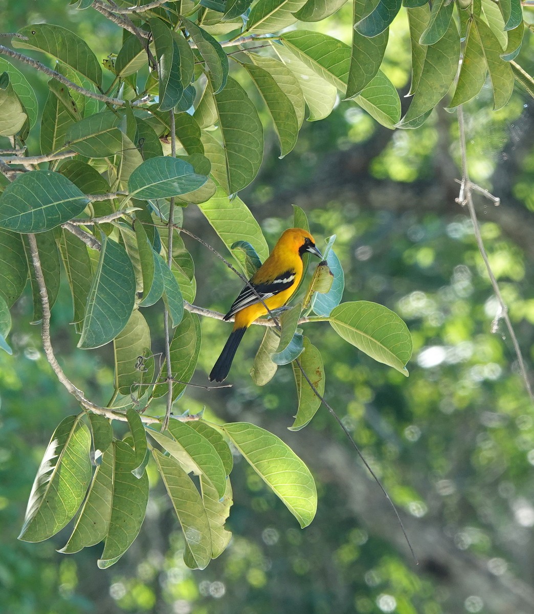 Turpial Yucateco - ML646807347