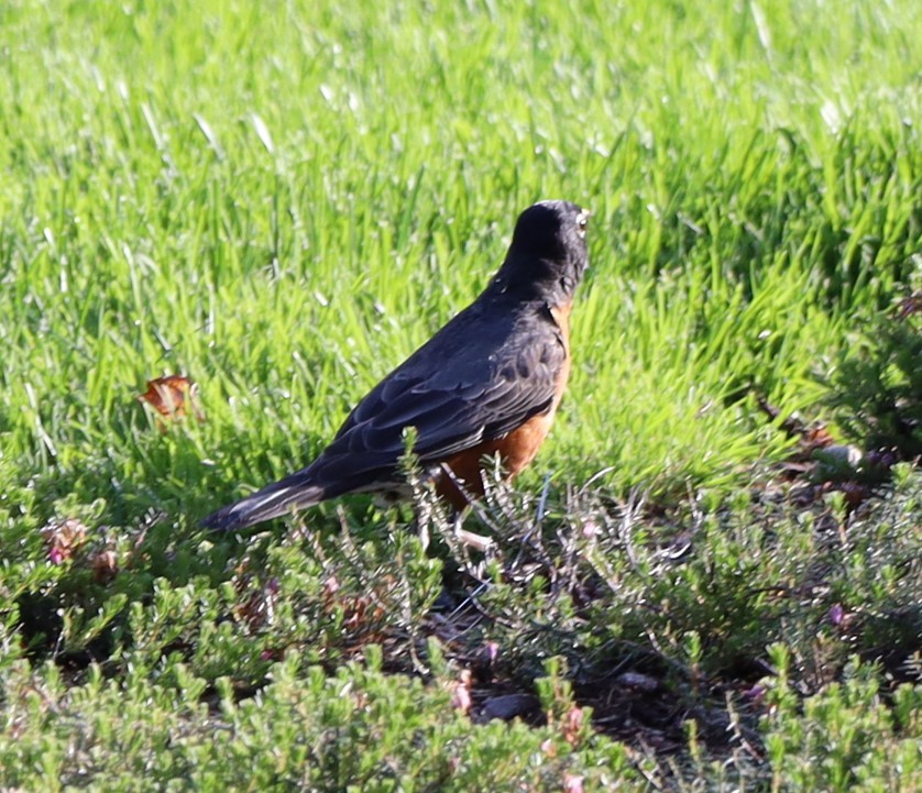 コマツグミ - ML646807348