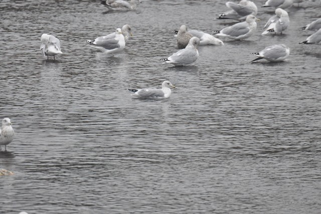 California Gull - ML646807350