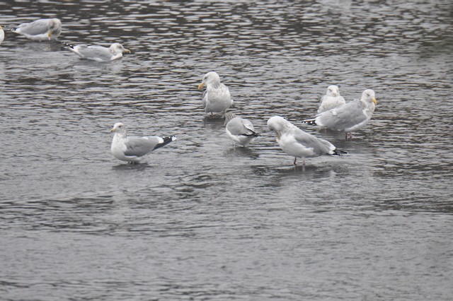 California Gull - ML646807351