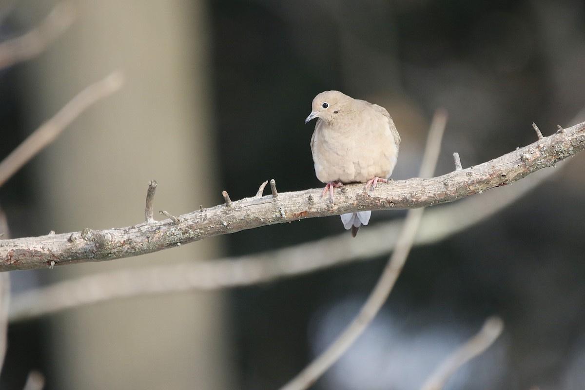 Mourning Dove - ML646807353