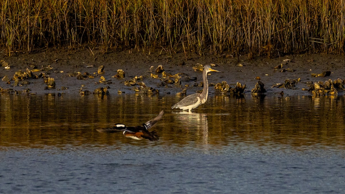 Hooded Merganser - ML646807354