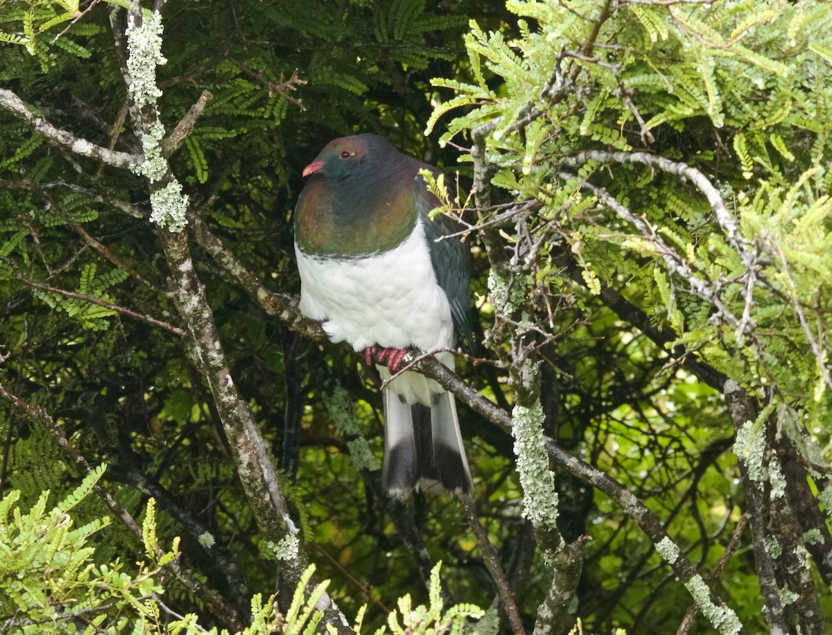 New Zealand Pigeon - ML646807355
